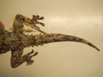 Media type: image;   Herpetology R-183771